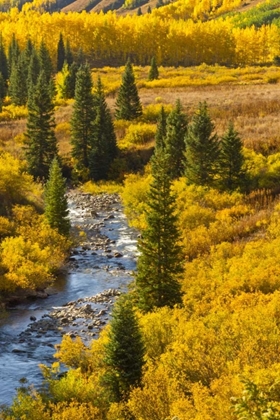 Picture of CO, GUNNISON NF AUTUMN COLOR AND THE EAST RIVER