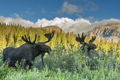 Picture of CO, ARAPAHO NF TWO MALE MOOSE GRAZING ON BUSHES