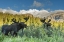 Picture of CO, ARAPAHO NF TWO MALE MOOSE GRAZING ON BUSHES