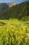 Picture of CO, SAN JUAN MTS FLOWERS AND MOUNTAIN LANDSCAPE
