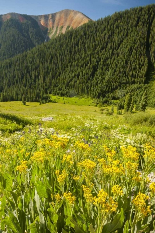 Picture of CO, SAN JUAN MTS FLOWERS AND MOUNTAIN LANDSCAPE