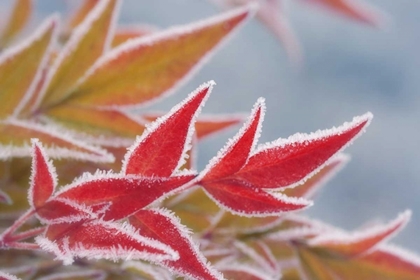 Picture of FROST-RIMMED LEAVES IN WINTER