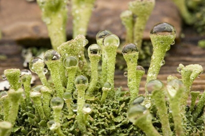 Picture of DETAIL OF RAINDROPS ON LICHEN