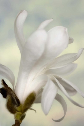 Picture of A SINGLE STAR MAGNOLIA FLOWER