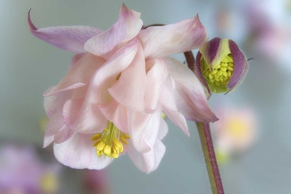 Picture of CLOSE-UP OF COLUMBINE FLOWERS