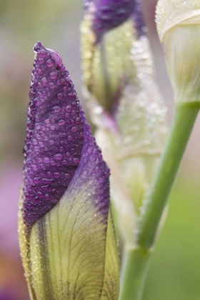 Picture of CLOSE-UP OF IRIS BUD WITH DEW