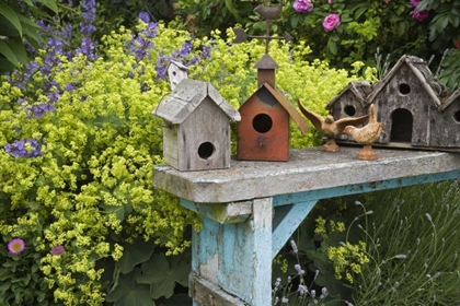 Picture of BIRD HOUSES ON BENCH IN GARDEN