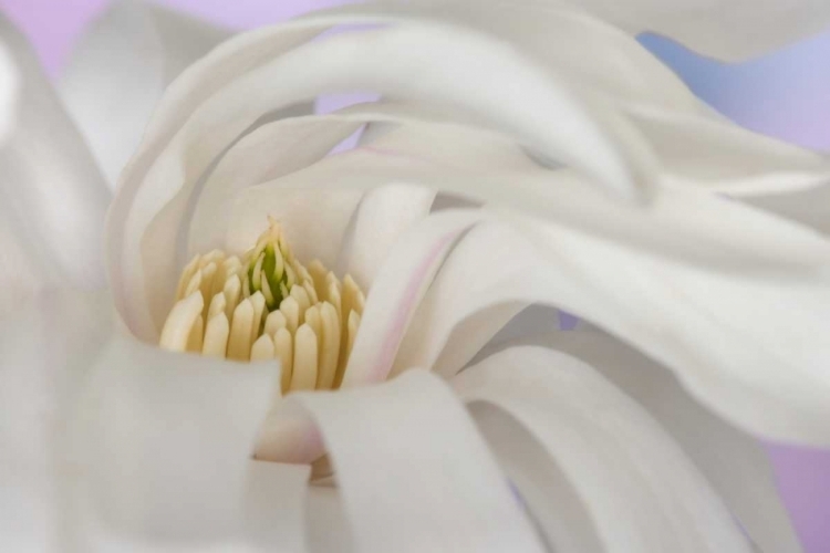 Picture of DETAIL OF STAR MAGNOLIA FLOWER