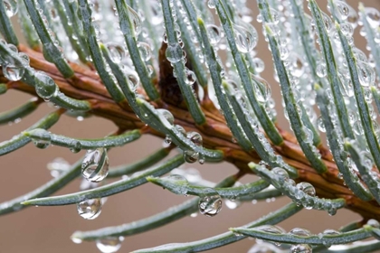 Picture of RAIN DROPS ON SPRUCE TREE BOUGH