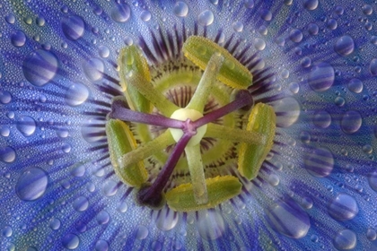 Picture of CLOSE-UP OF DEWY PASSION FLOWER