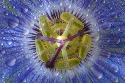 Picture of CLOSE-UP OF DEWY PASSION FLOWER