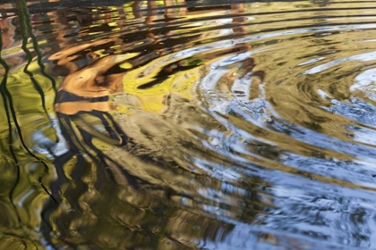 Picture of MEXICO, TECATE RIPPLES IN POOL
