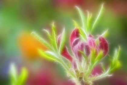 Picture of ABSTRACT CLOSE-UP OF AZALEA BUDS