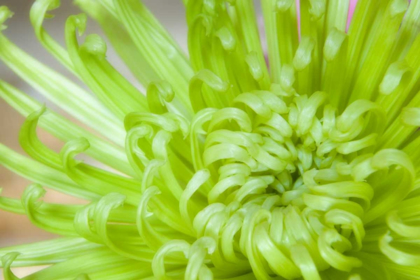 Picture of CLOSE-UP OF SPIDER CHRYSANTHEMUM