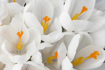 Picture of DETAIL OF WHITE CROCUS IN SPRING