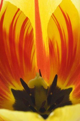 Picture of DETAIL OF REMBRANDT TULIP FLOWER