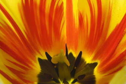 Picture of DETAIL OF REMBRANDT TULIP FLOWER
