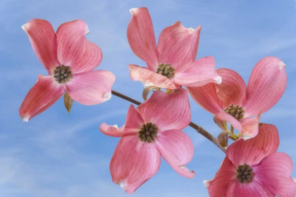 Picture of CLOSE-UP OF PINK DOGWOOD FLOWERS