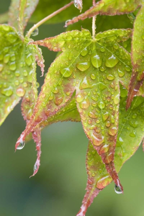 Picture of NATURE MAPLE LEAVES IN THE RAIN