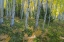 Picture of COLORADO SCENIC OF ASPEN FOREST