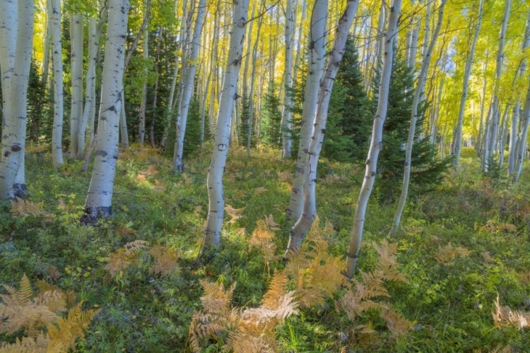 Picture of COLORADO SCENIC OF ASPEN FOREST