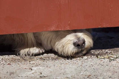 Picture of MEXICO DOG WITH NOSE UNDER DOOR