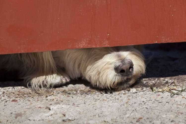 Picture of MEXICO DOG WITH NOSE UNDER DOOR