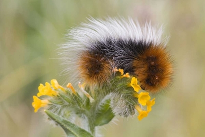 Picture of CLOSE-UP OF CATERPILLAR ON FLOWER