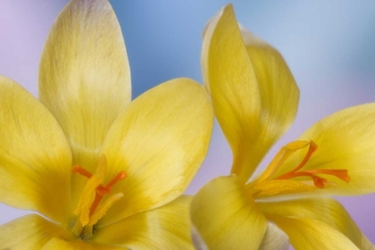 Picture of DETAIL OF YELLOW CROCUS IN SPRING