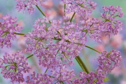 Picture of CLOSE-UP OF HAIRY CHERVIL FLOWERS