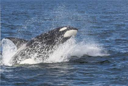 Picture of USA, ALASKA ORCA WHALE BREACHING