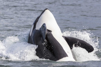 Picture of USA, ALASKA ORCA WHALE BREACHING