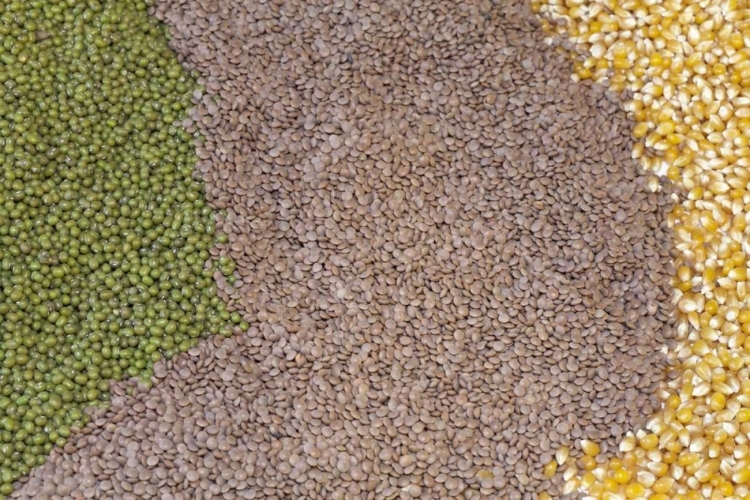 Picture of MEXICO, TECATE DISPLAY OF GRAINS