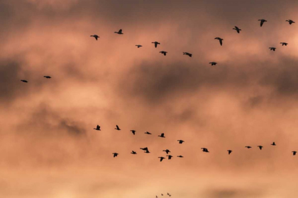 Picture of NEW MEXICO SNOW GEESE AT SUNRISE