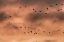 Picture of NEW MEXICO SNOW GEESE AT SUNRISE
