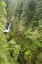 Picture of OR, COLUMBIA GORGE METLAKO FALLS