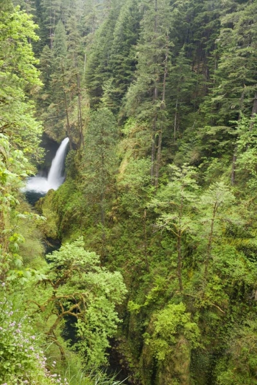 Picture of OR, COLUMBIA GORGE METLAKO FALLS