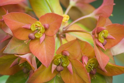 Picture of GRIFFITHS SPURGE FLOWERS CLOSE-UP