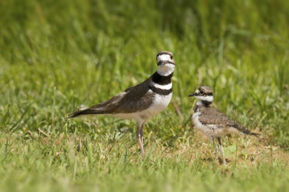 Picture of MOTHER KILLDEER BIRD AND HER CHICK