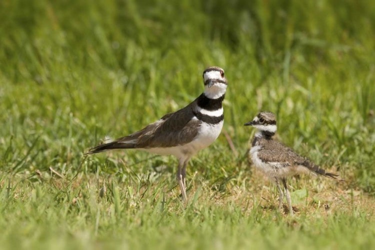 Picture of MOTHER KILLDEER BIRD AND HER CHICK