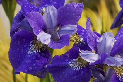Picture of CLOSE-UP OF IRIS FLOWERS IN GARDEN