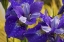 Picture of CLOSE-UP OF IRIS FLOWERS IN GARDEN