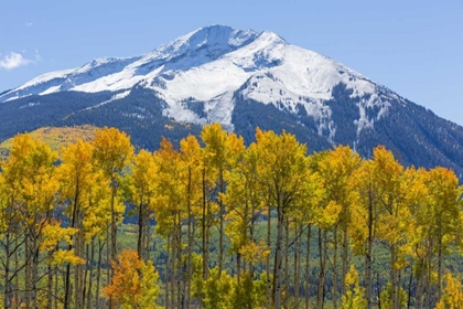 Picture of COLORADO FALL ASPENS AND MOUNTAIN