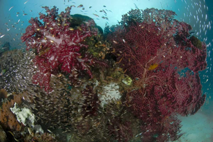 Picture of INDONESIA, PAPUA REEF PANORAMA OF SOFT CORAL