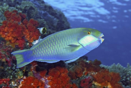 Picture of PARROTFISH, IRIAN JAYA, WEST PAPUA, INDONESIA