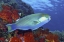 Picture of PARROTFISH, IRIAN JAYA, WEST PAPUA, INDONESIA
