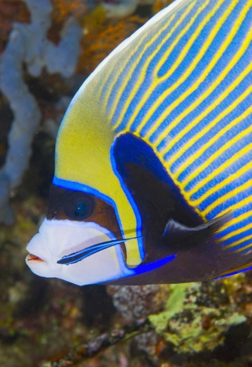 Picture of INDONESIA, KOMODO NP ANGELFISH BEING CLEANED