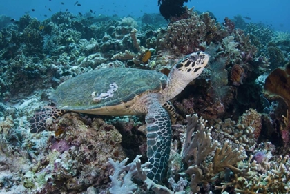 Picture of INDONESIA, KOMODO NP GREEN TURTLE OVER CORAL