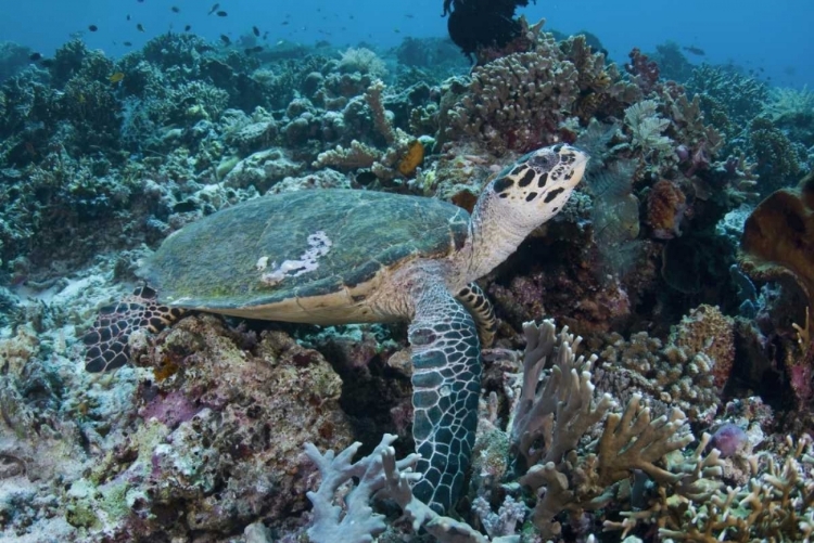 Picture of INDONESIA, KOMODO NP GREEN TURTLE OVER CORAL