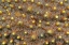 Picture of INDONESIA, LEMBEH STRAITS TINY BRITTLE STARS